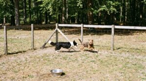 Hundefreundlicher Campingplatz Wienerwald