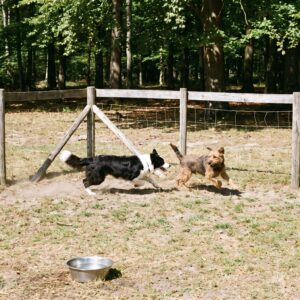 Hundefreundlicher Campingplatz Wienerwald