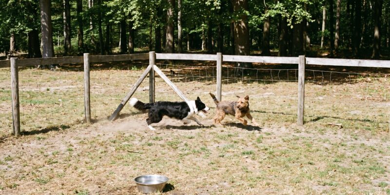 Hundefreundlicher Campingplatz Wienerwald